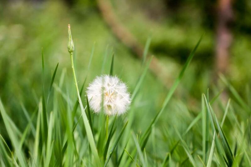 Dandelion - e Folk Heilmittel fir Krampfadern
